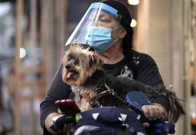 Korkunç rapor ortaya çıktı! 26 hayvan türünden insanlara geçebilir - Resim: 4