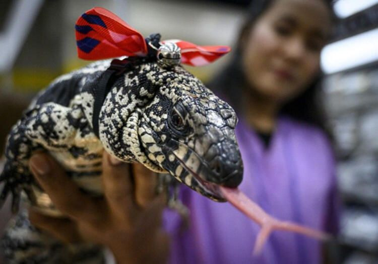 Ülke şokta! İstilacı tür önüne geleni yiyor köpek büyülüğünde - Resim: 1