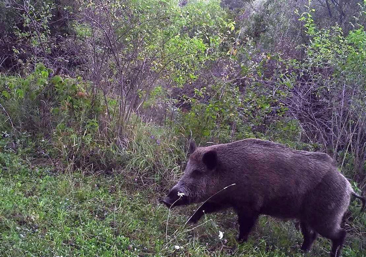 Bu görüntü Ardahan'da çekildi her şey yiyecek için - Resim: 3