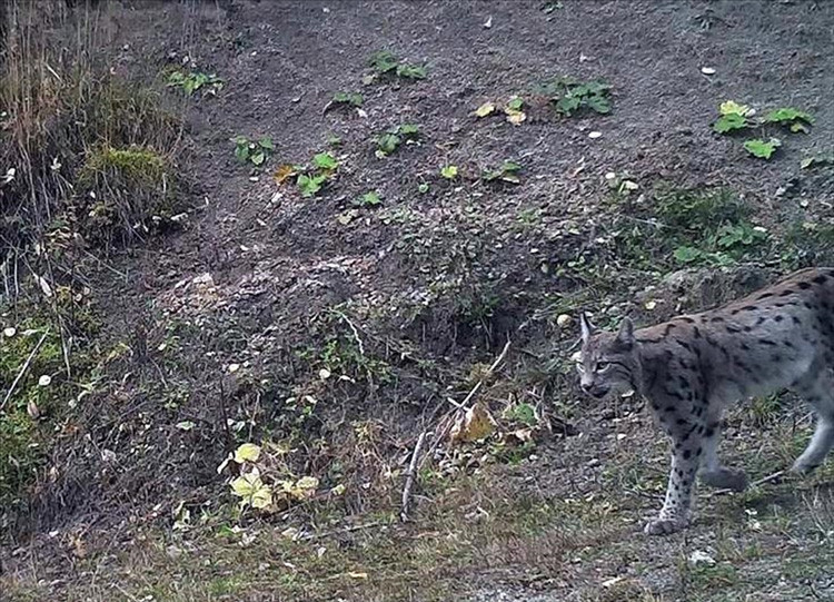 Bu görüntü Ardahan'da çekildi her şey yiyecek için - Resim: 1