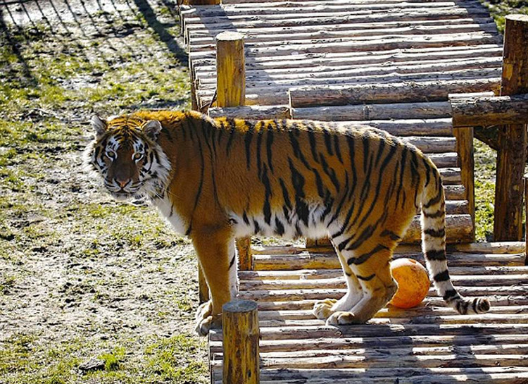 Görenlerin kanını dondurdu bir anda bakıcısının üstüne atladı ve... - Resim: 1