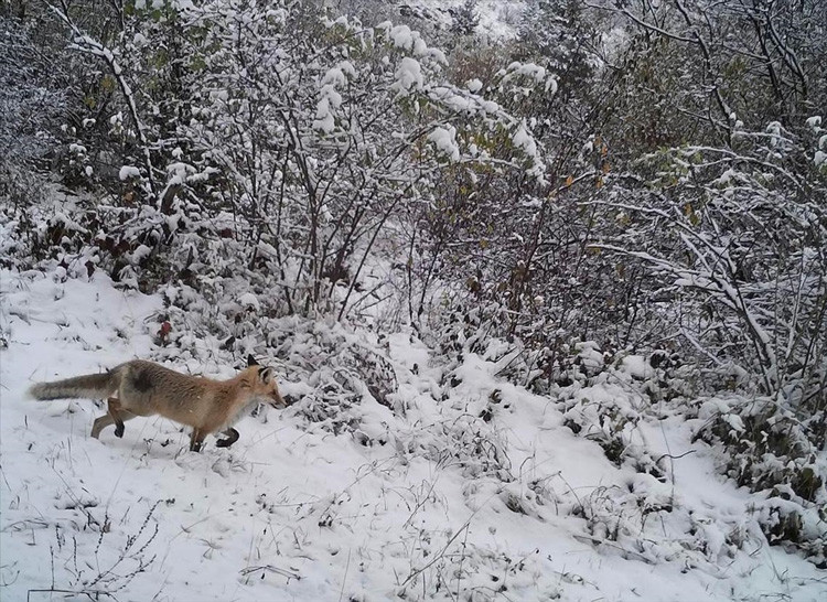 Bu görüntü Ardahan'da çekildi her şey yiyecek için - Resim: 2