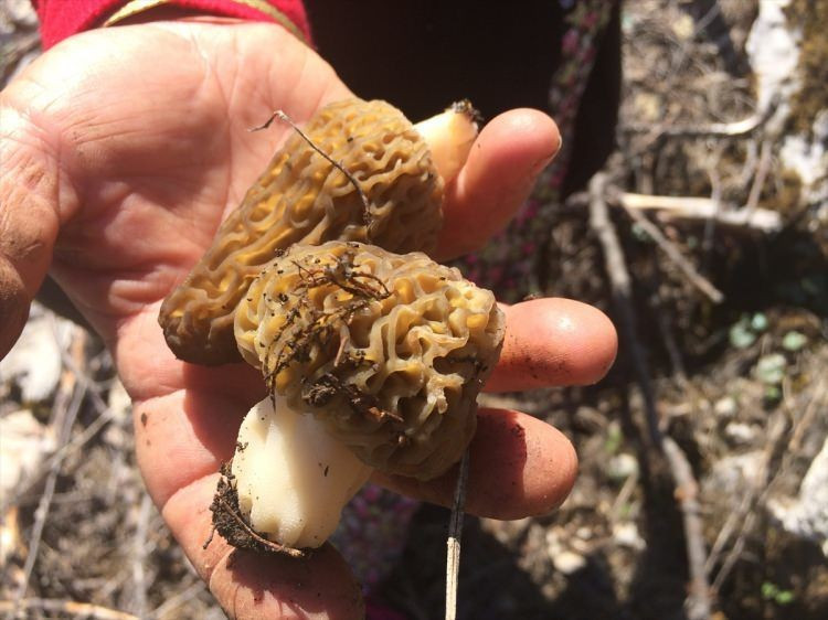 Tazesi ayrı kurusu ayrı değerli - Resim: 2