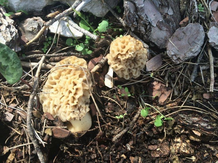 Tazesi ayrı kurusu ayrı değerli - Resim: 3