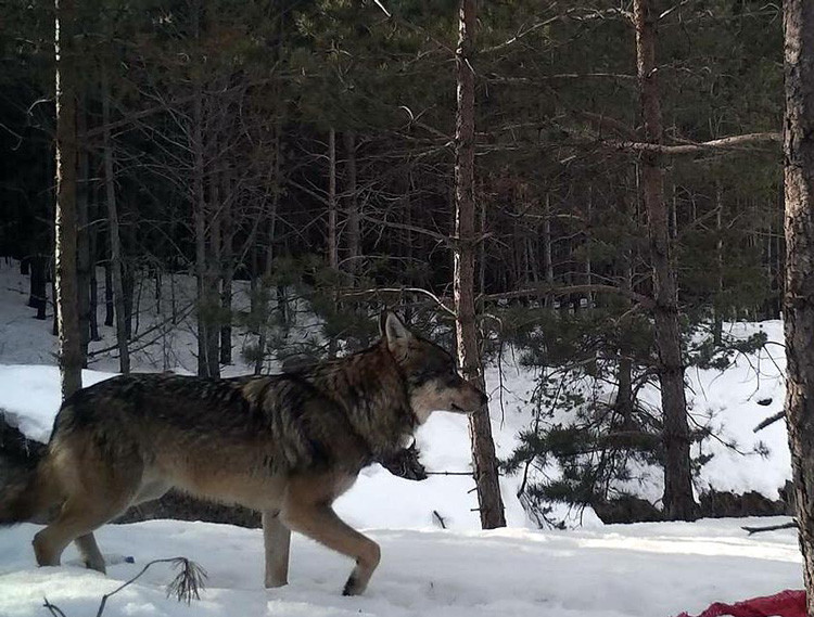 Bu görüntü Ardahan'da çekildi her şey yiyecek için - Resim: 4