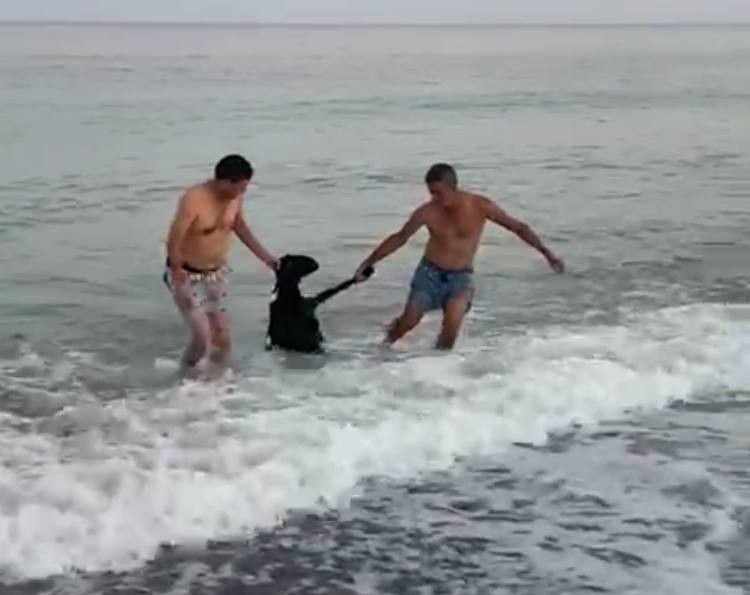 Kurbanlık keçi ellerinden kurtulup denize atladı, kaçmak isterken ölümden döndü! - Resim: 2