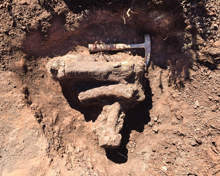 Güney Afrika'da yeni dinozor türü keşfedildi - Resim: 2