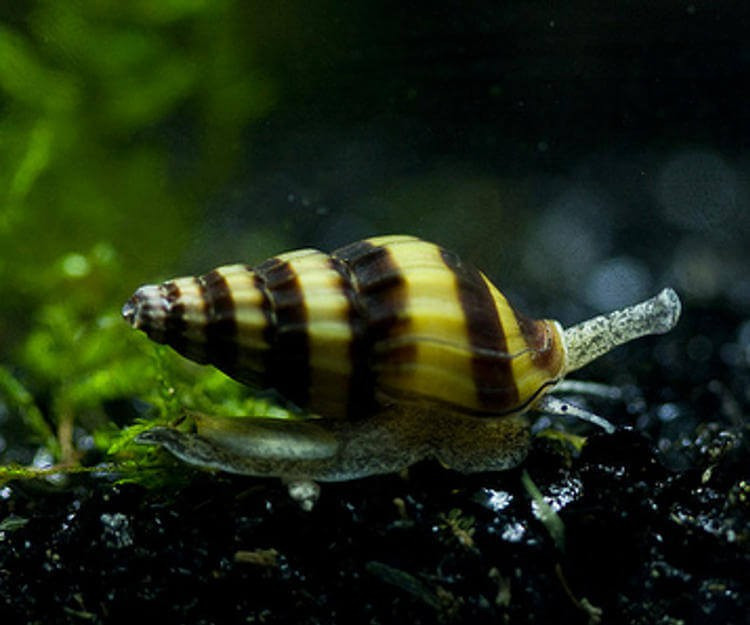 Türkiye'de ilk kez görüldü profesör neye uğradığın şaşırdı - Resim: 4