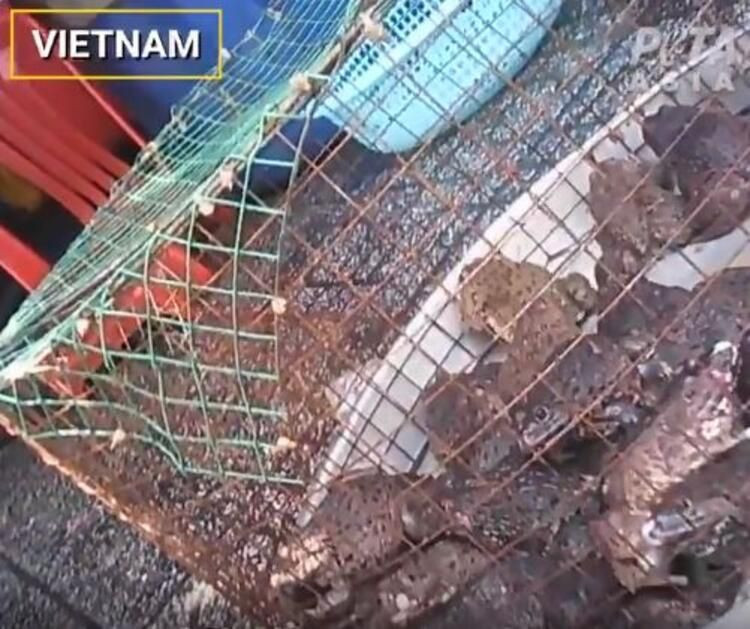 Hayvan pazarlarında iğrenç manzaralar! Koronavirüse rağmen hala yiyorlar - Resim: 2