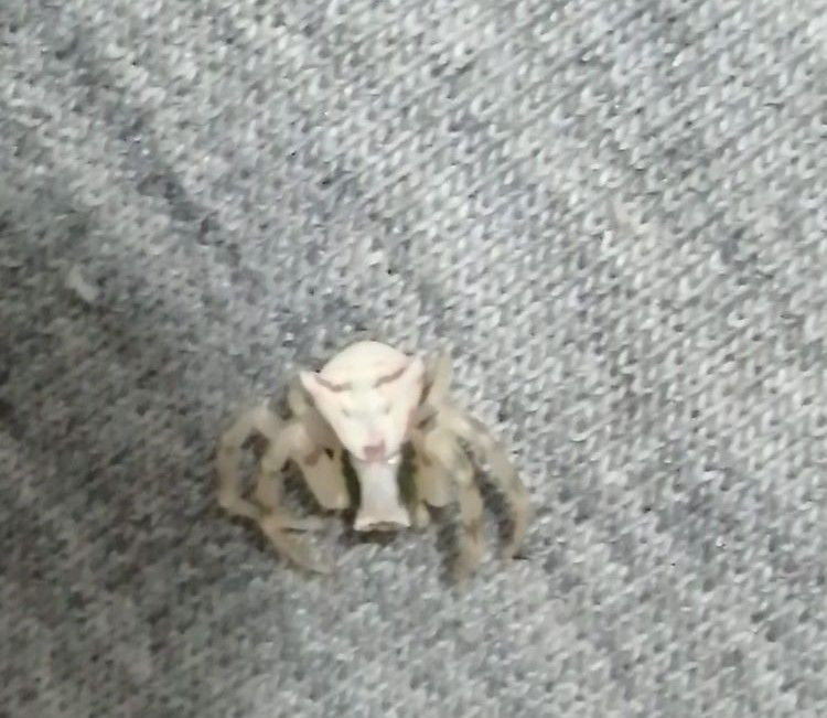 Antalya'da insan yüzlü örümcek dehşete düşürdü karınca ile besleniyor!  "Resmen insana bakıyor, ürpertiyor" - Resim: 2