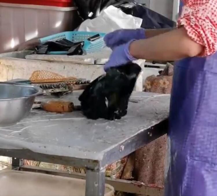 Hayvan pazarlarında iğrenç manzaralar! Koronavirüse rağmen hala yiyorlar - Resim: 4