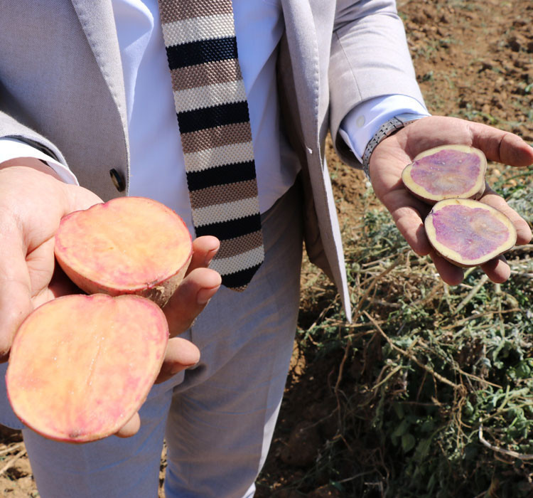 Türkiye'de ilk 'yerli ve milli' renkli patates üretildi! - Resim: 3
