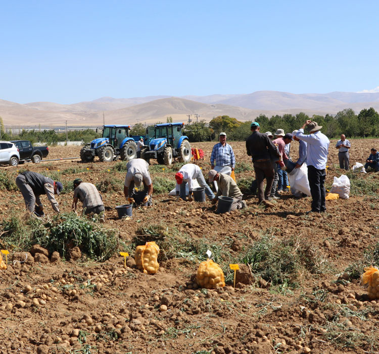 Türkiye'de ilk 'yerli ve milli' renkli patates üretildi! - Resim: 4