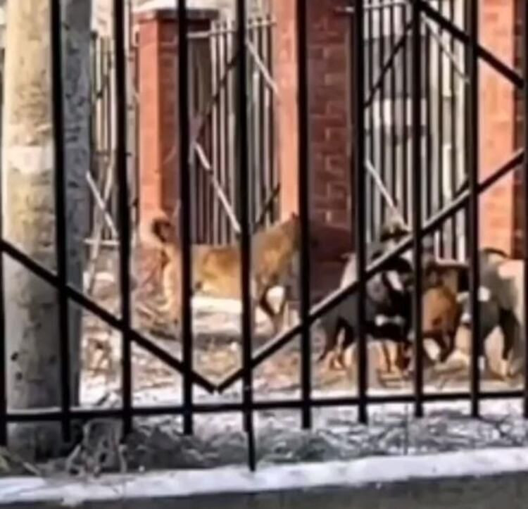 Genç kız kabusu yaşadı yüzünde sadece gözleri kaldı! Korkunç halde bulundu - Resim: 4