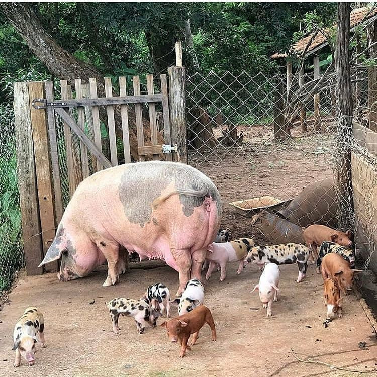 56 yaşındaki kadını 'beslediği domuzlar yedi' - Resim: 3