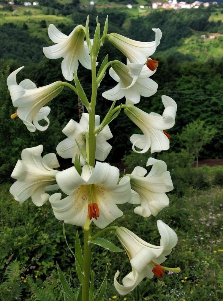 Ordu'da yetişen Akkuş Zambağı'nı koparmanın cezası 73 bin lira - Resim: 2