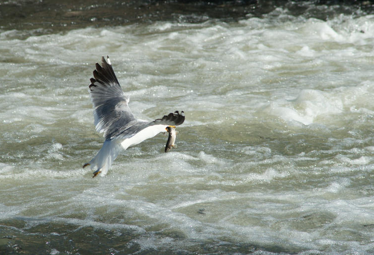 Bu balıklar uçuyor! - Resim: 4
