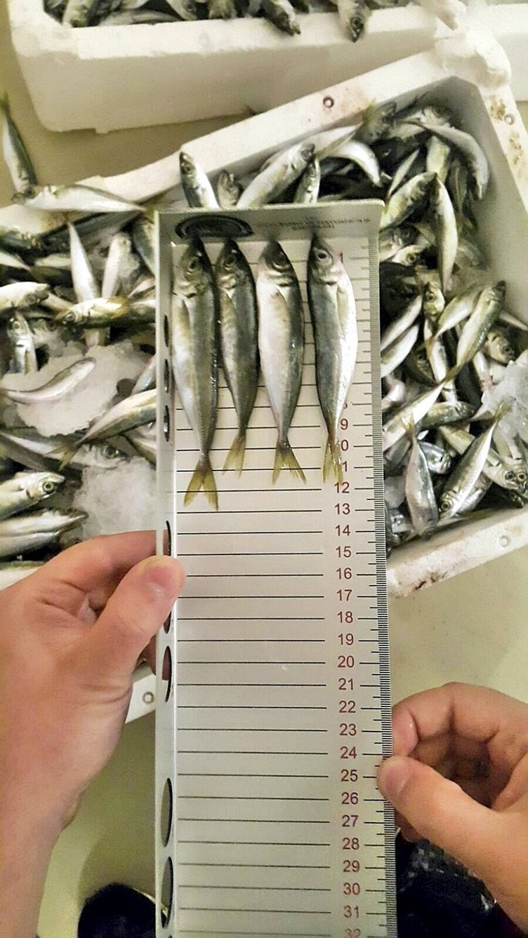 İstanbul'da balıklar santim santim ölçüldü - Resim: 3