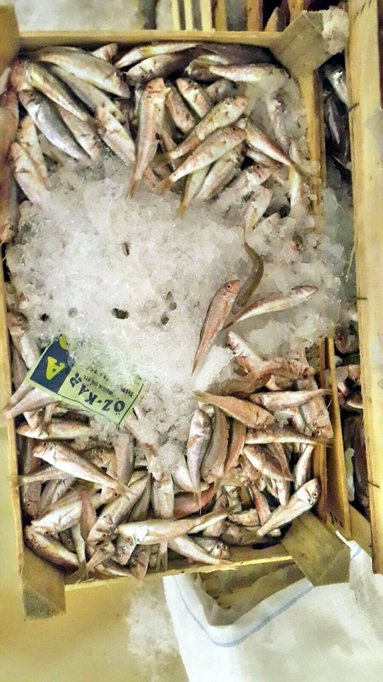 İstanbul'da balıklar santim santim ölçüldü - Resim: 4