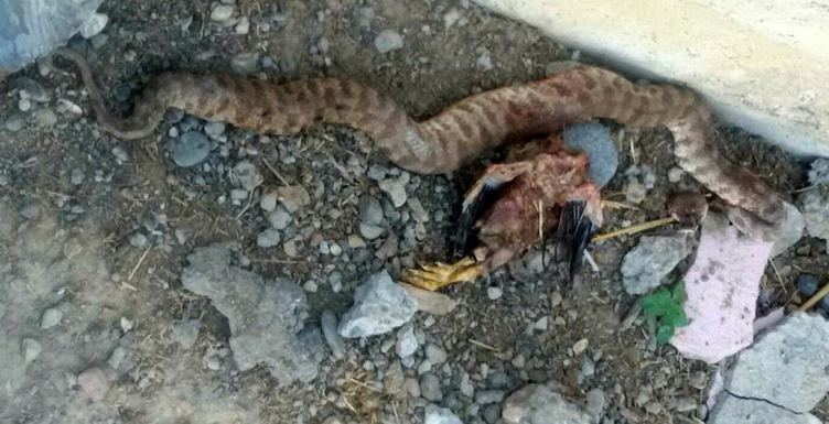 Kümesin içine baktığında şoke oldu öyle bir şey çıktı ki... - Resim: 3