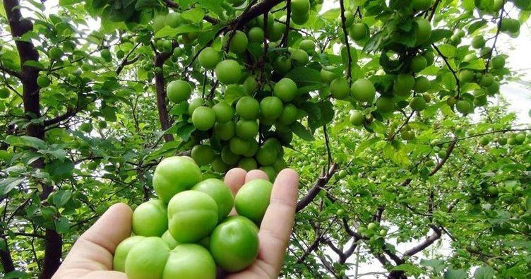 Mersin'de eriğin tanesi 10 liraya satılmaya başlandı - Resim: 2