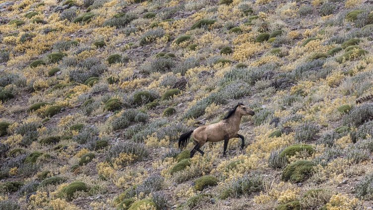 Yılkı atları yakalanmaya başladı - Resim: 3