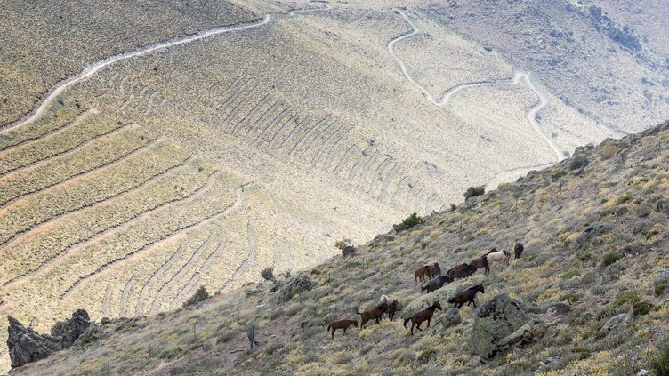 Yılkı atları yakalanmaya başladı - Resim: 4
