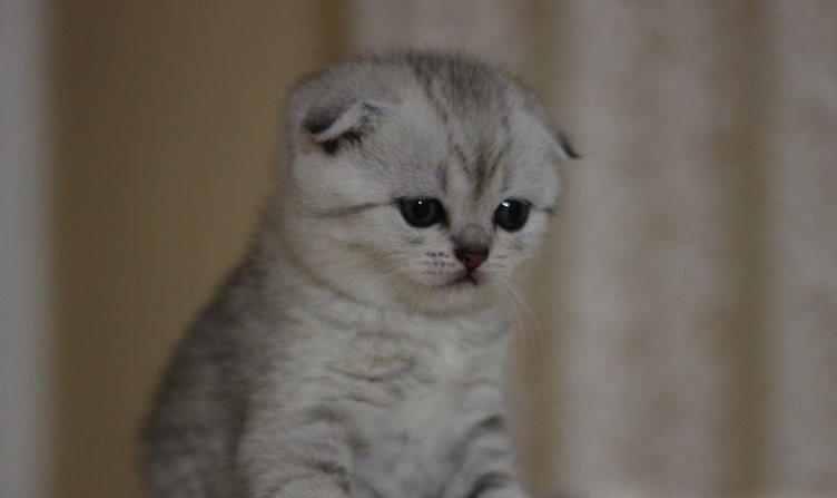 Uzmanlar uyarıyor Scottihs Fold kedi almayın - Resim: 3
