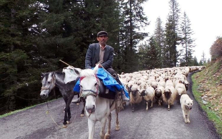 4 bin TL maaşla çoban arıyorlar - Resim: 4