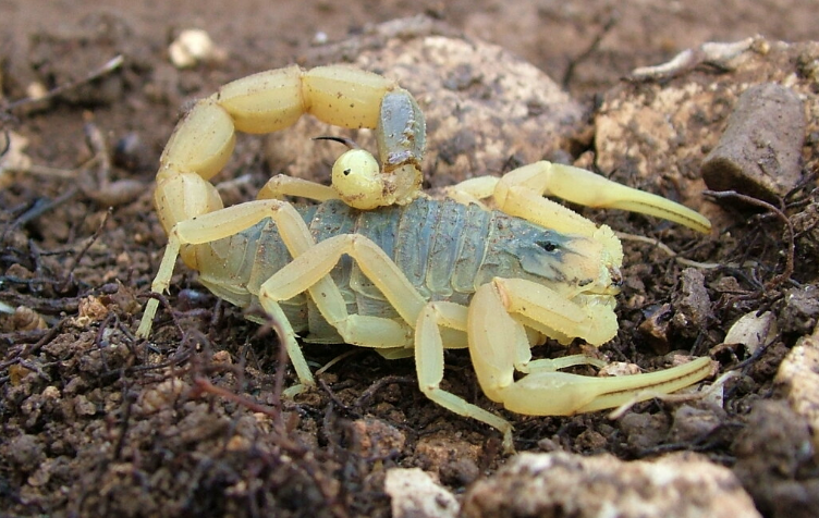 Dünyanın en zehirli akrebine bakın Aydın'da görenler nereye kaçacağını şaşırdı! - Resim: 1