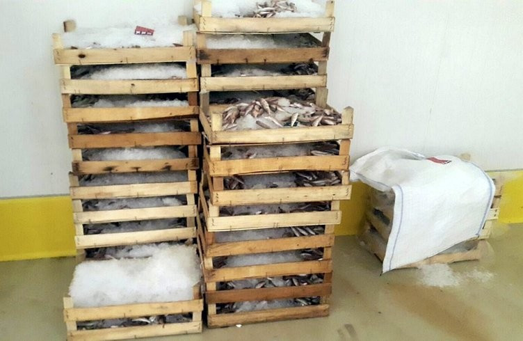 İstanbul'da balıklar santim santim ölçüldü - Resim: 1