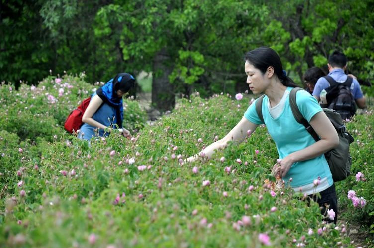 Uzakdoğulu turistlerin gül merakı! - Resim: 3