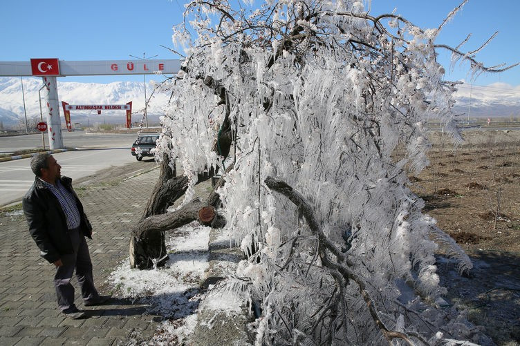 Fıkra gibi zirai don önlemi! - Resim: 2
