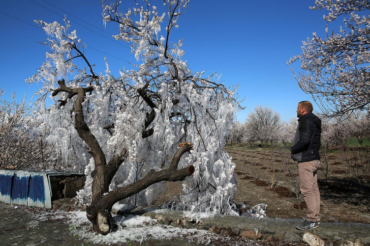 Fıkra gibi zirai don önlemi! - Resim: 3