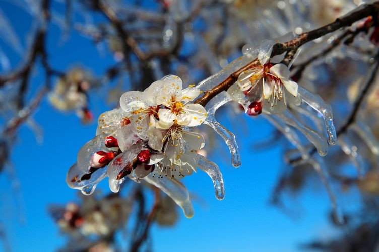 Fıkra gibi zirai don önlemi! - Resim: 4
