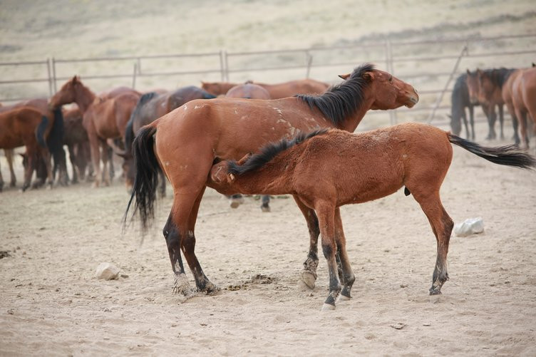 Yılkı atları yakalanmaya başladı - Resim: 1