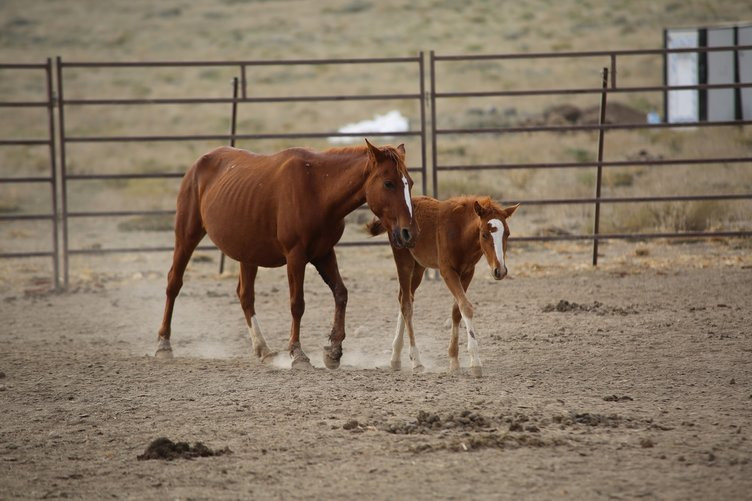 Yılkı atları yakalanmaya başladı - Resim: 2