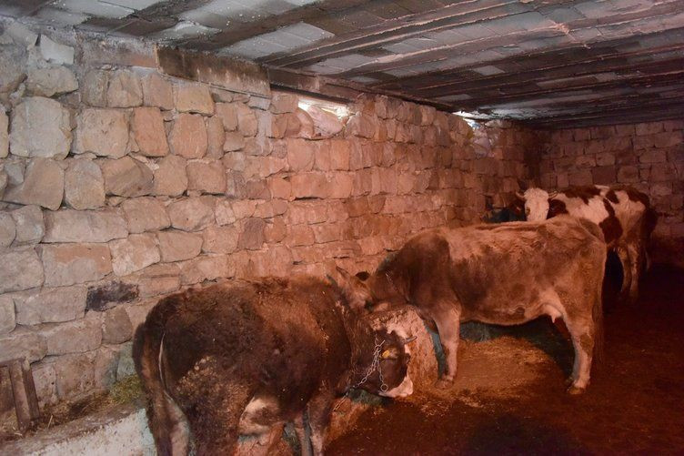 Kayseri'de 'memişlerini yerim’ diye ineği Fatma'yı sevdi! Yoldan geçen Fatma bunu duyunca kocasına… - Resim: 2