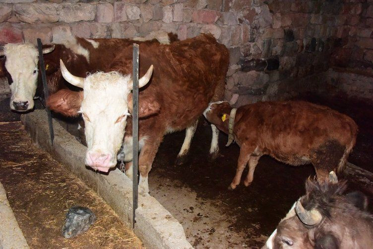 Kayseri'de 'memişlerini yerim’ diye ineği Fatma'yı sevdi! Yoldan geçen Fatma bunu duyunca kocasına… - Resim: 1