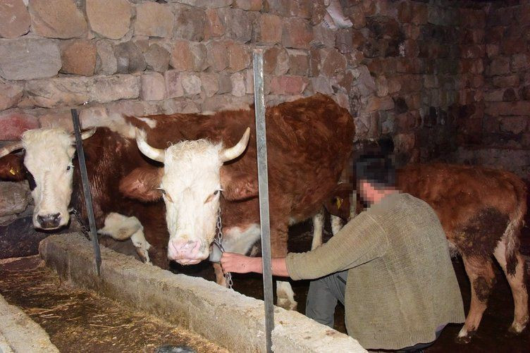 Kayseri'de 'memişlerini yerim’ diye ineği Fatma'yı sevdi! Yoldan geçen Fatma bunu duyunca kocasına… - Resim: 3