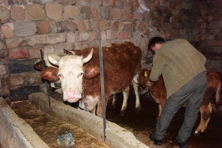 Kayseri'de 'memişlerini yerim’ diye ineği Fatma'yı sevdi! Yoldan geçen Fatma bunu duyunca kocasına… - Resim: 4