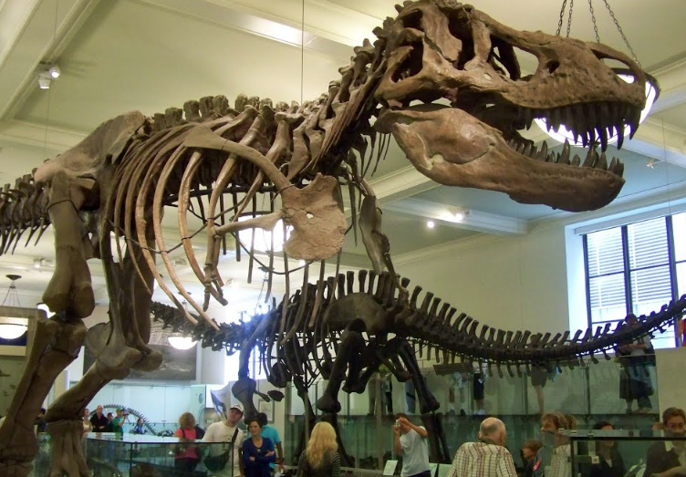 Nesli tükenen dinozorların fosil kalıntılarından iki yeni tür keşfedildi - Resim: 3