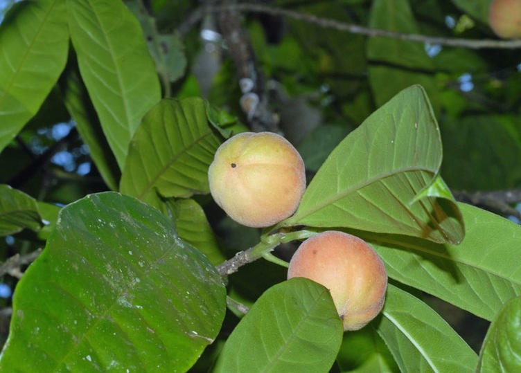 Kanserin kökünü kazıyor Blushwood meyvesi bir mucize - Resim: 1