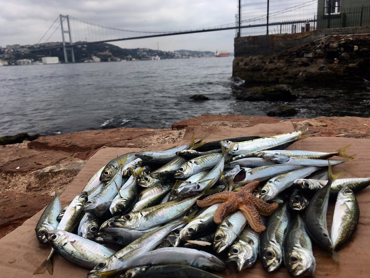 O balığı kılçığı ile beraber yiyin - Resim: 1