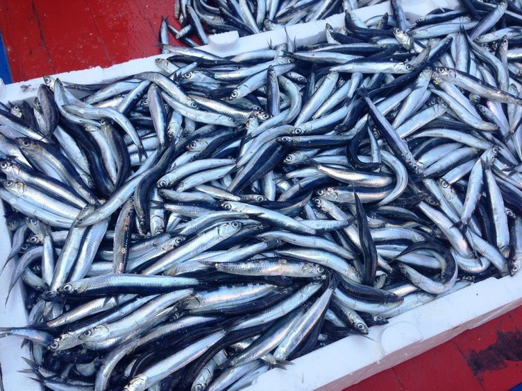 O balığı kılçığı ile beraber yiyin - Resim: 3