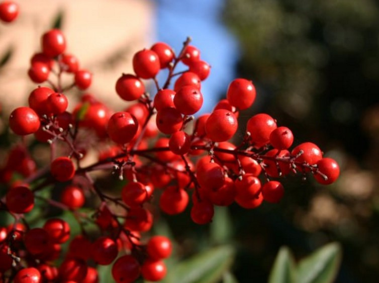 Şifa kaynağı Kiren meyvesi bir bardak içildiğinde... - Resim: 1