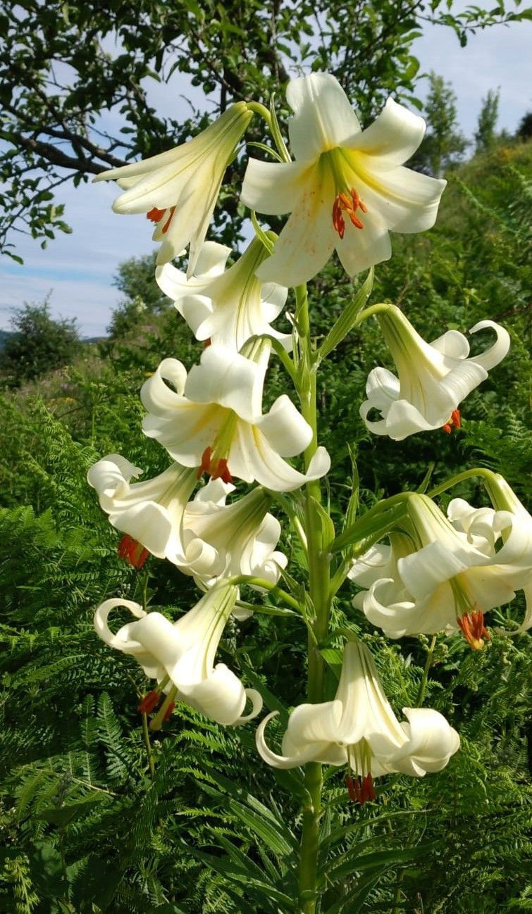 Ordu'da yetişen Akkuş Zambağı'nı koparmanın cezası 73 bin lira - Resim: 4