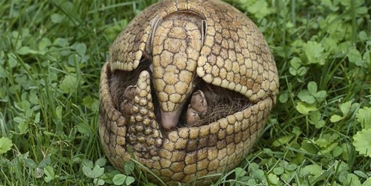 Ne olduğunu öğrenince çok şaşıracaksınız - Resim: 2