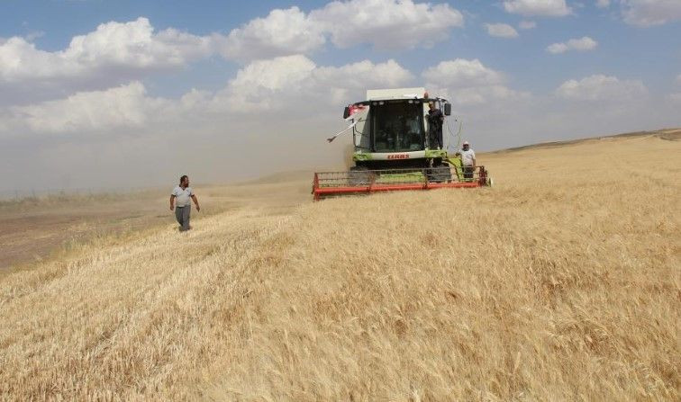 Siirt'te buğday hasadının bolluğunu gören çiftçi, buğdayların içinde yüzdü! - Resim: 4