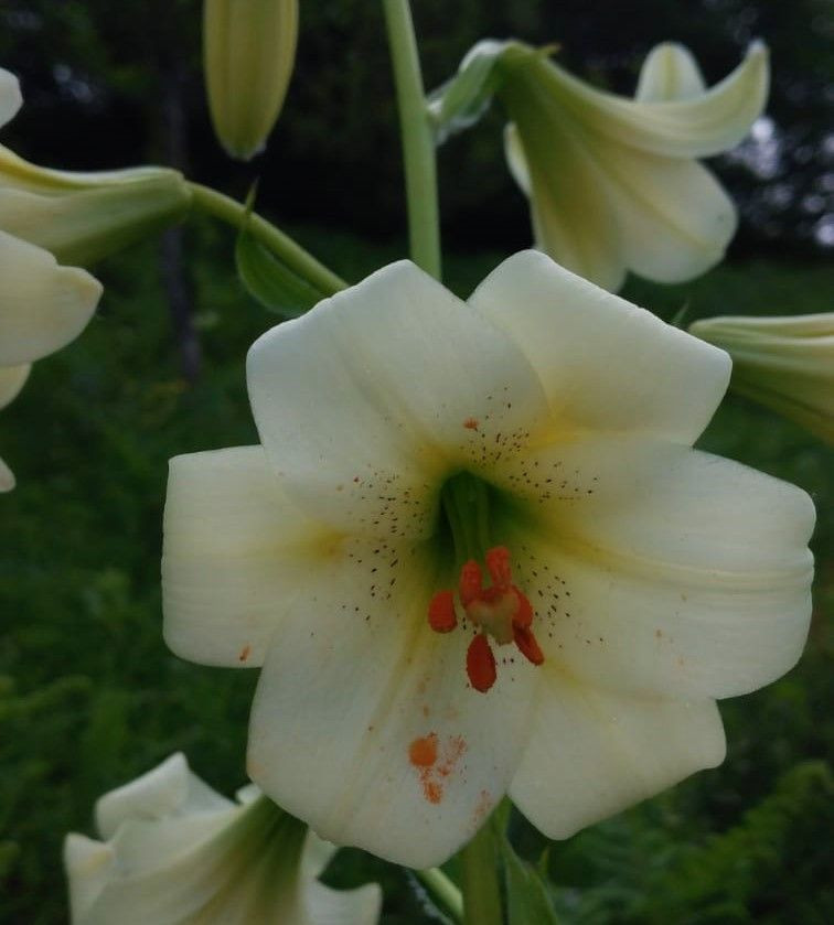 Ordu'da yetişen Akkuş Zambağı'nı koparmanın cezası 73 bin lira - Resim: 3